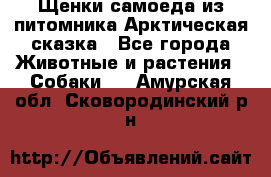 Щенки самоеда из питомника Арктическая сказка - Все города Животные и растения » Собаки   . Амурская обл.,Сковородинский р-н